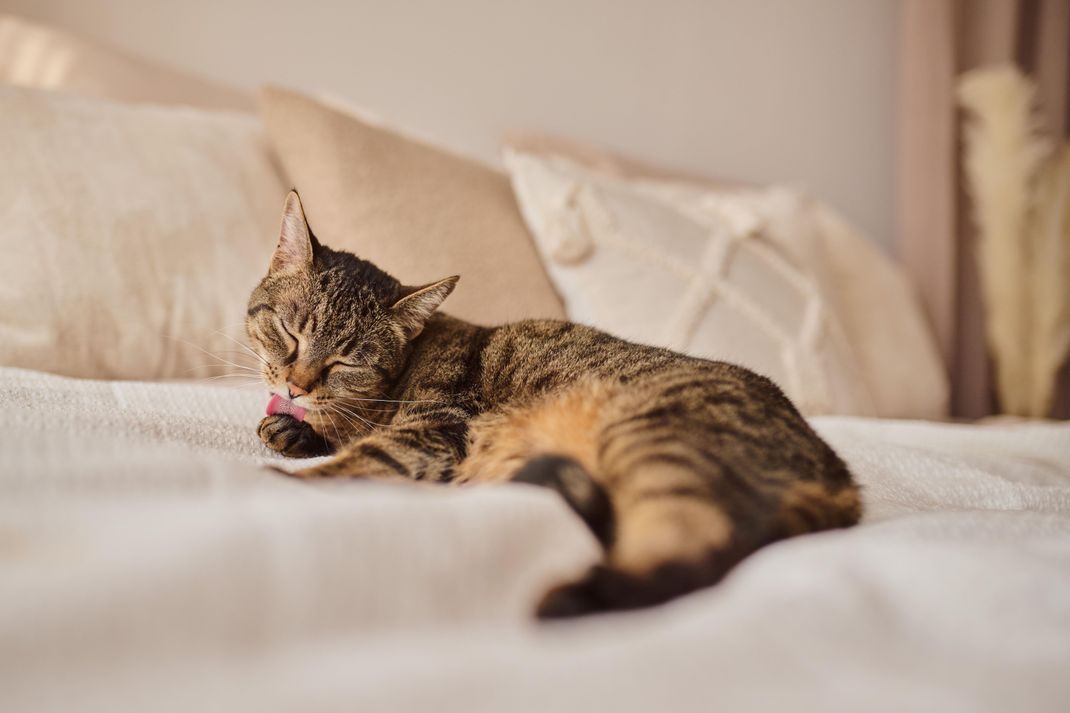 Mit Gummihandschuhen und Haarspray wirst du Katzenhaare auf deinem Sofa oder Bett schnell wieder los