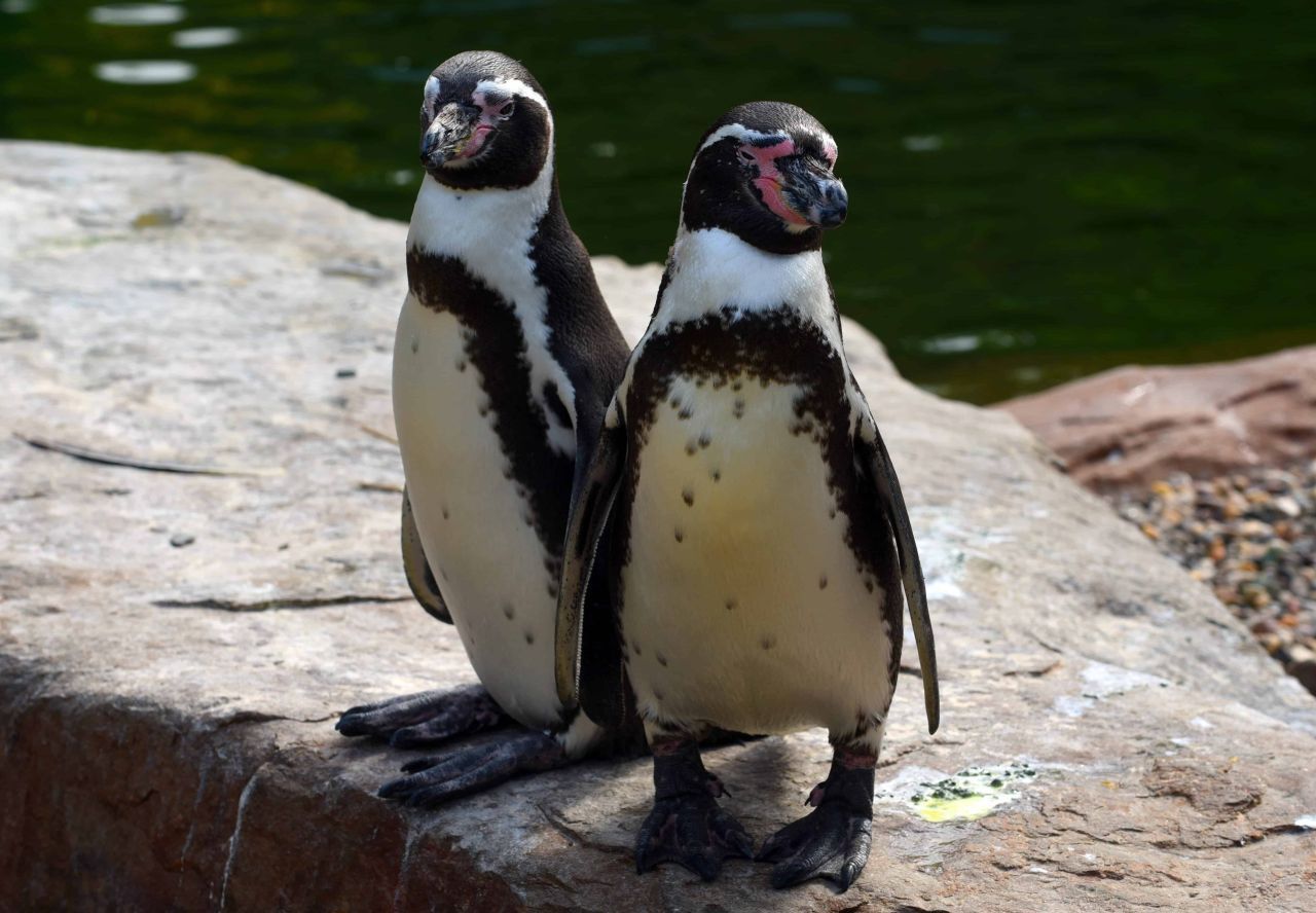 2 Humboldt-Pinguine im Zoo Krefeld. Population: 24.000.