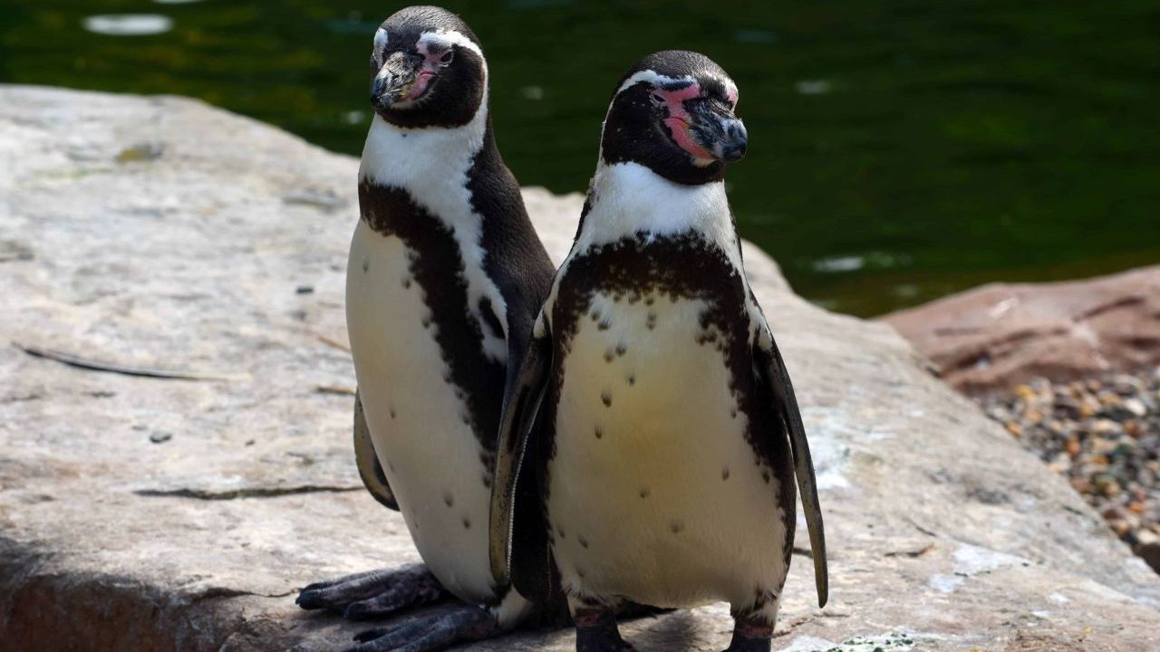 Zwei Humboldt-Pinguine im Zoo Krefeld. Population: 20.000.