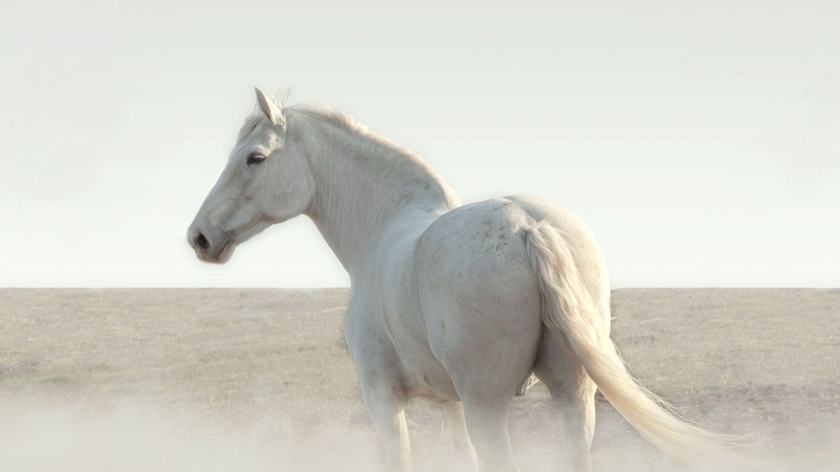 White horse in the fog stands and looks around