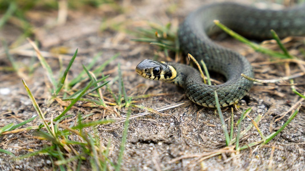 In Schleswig-Holstein verwechselte ein Mann eine Kobra mit einer Ringelnatter und tötete diese aus Angst. (Foto: Symbolbild)