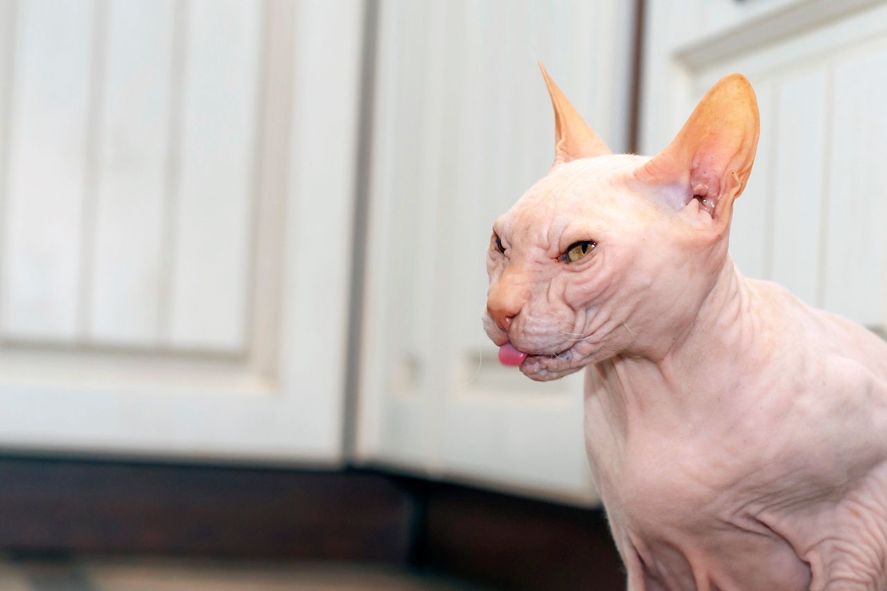 Der Gänsehaut-Faktor ist beim Anblick einer Sphynx-Katze vermutlich hoch. Das Tier ist eine Zuchtkatze. In Deutschland handelt es sich um eine Qualzucht, wenn der Katze die Tasthaare fehlen.

