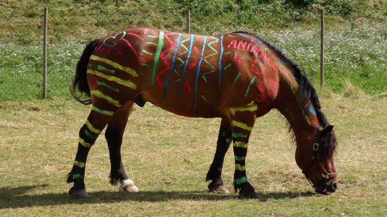 Auch bunte Muster sollen wirken. Dieses Exemplar wurde von Tierschützern des Vereins "Animals 4 You" bemalt. 