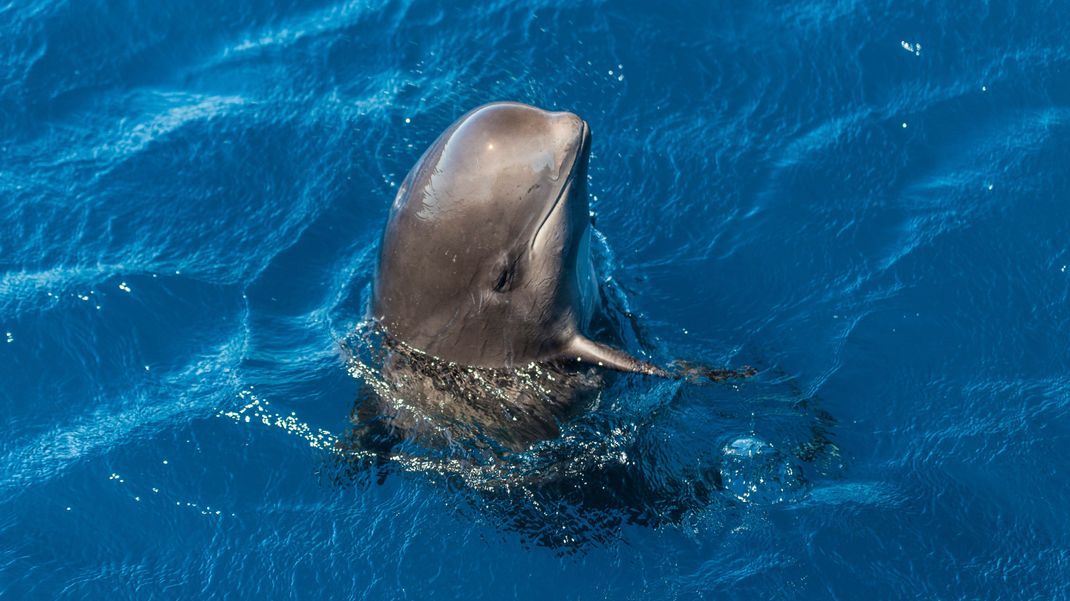 Beim "spyhopping" stehen die Wale senkrecht im Wasser, sodass ihr Kopf über die Wasseroberfläche hinausragt. So können sie sich einfach und schnell umschauen.