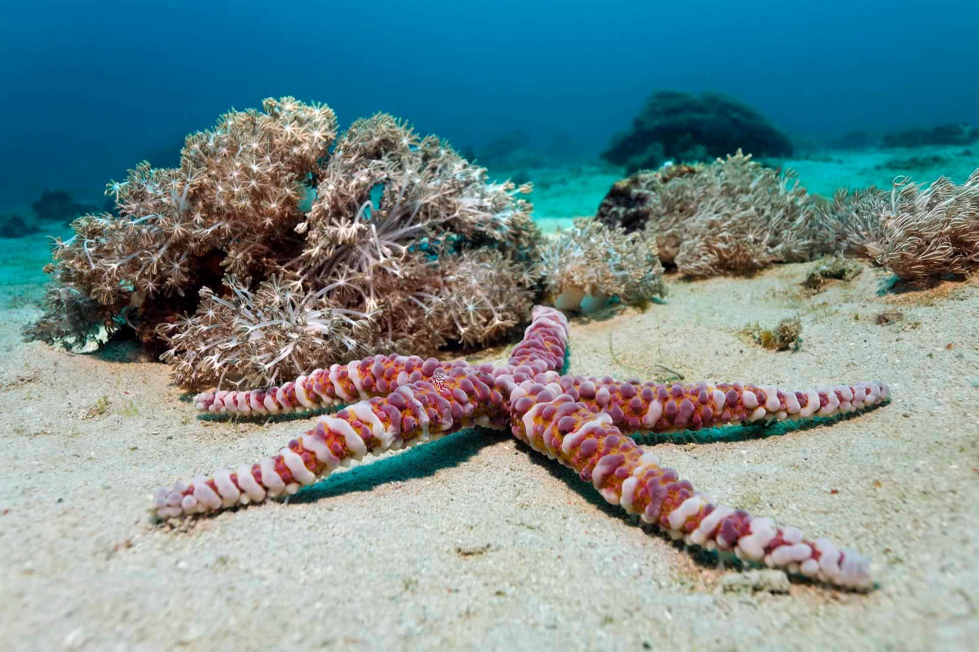 Knotiger Seestern oder Beulenseestern (Echinaster callosus)