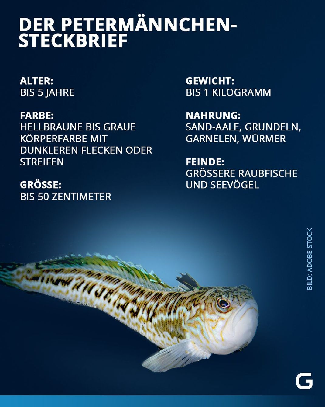 Alle wichtigen Infos zum Petermännchen im Steckbrief