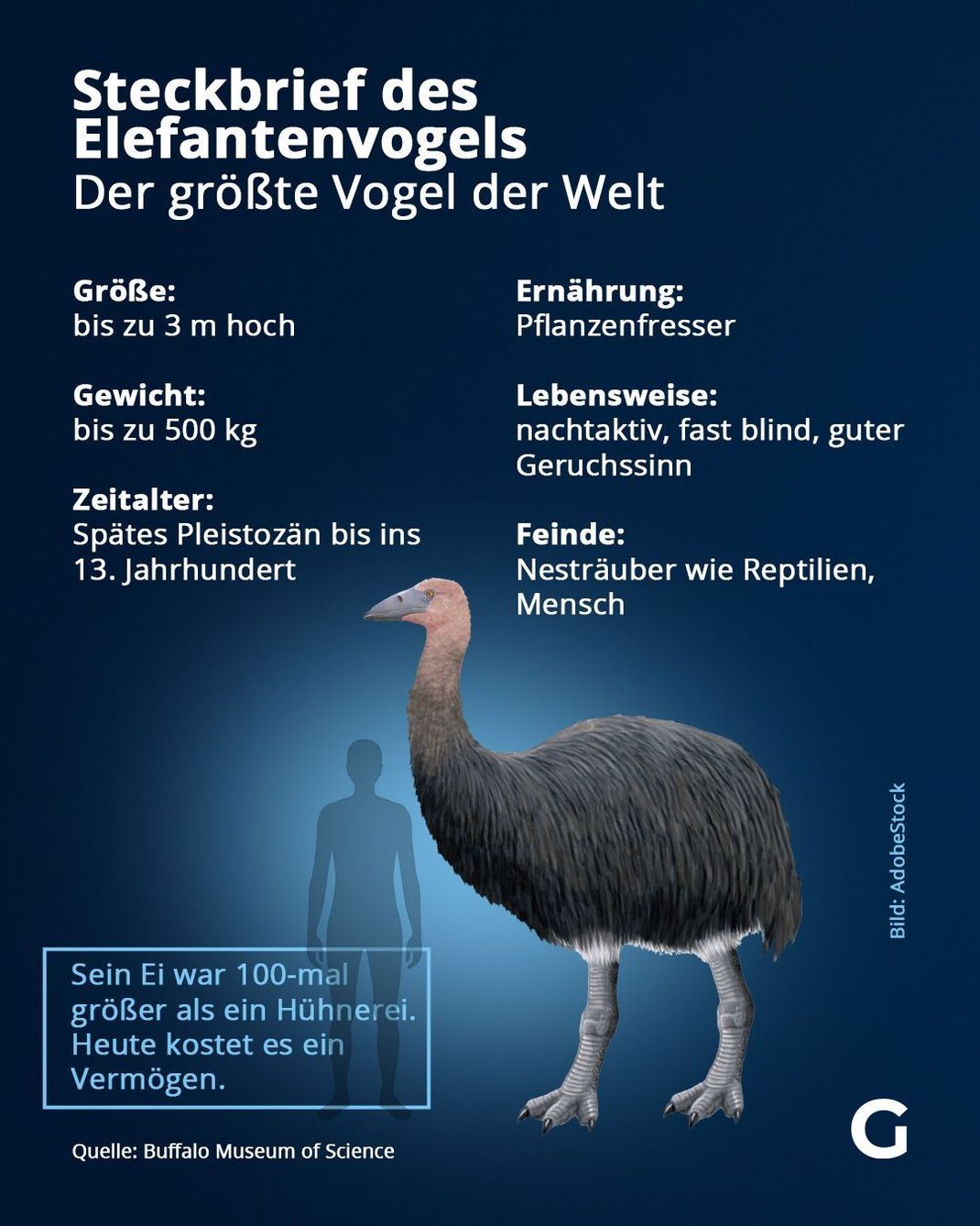 Steckbrief des Elefantenvogels - Der größte Vogel der Welt