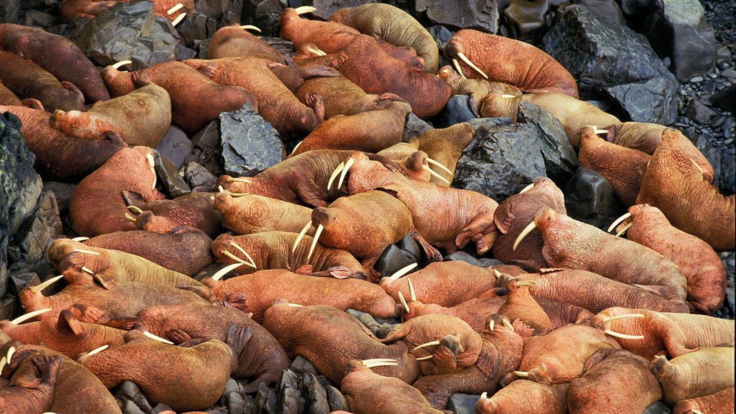 Eine Walross-Kolonie in Alaska. Die Tiere halten sich gern in Gruppen auf.