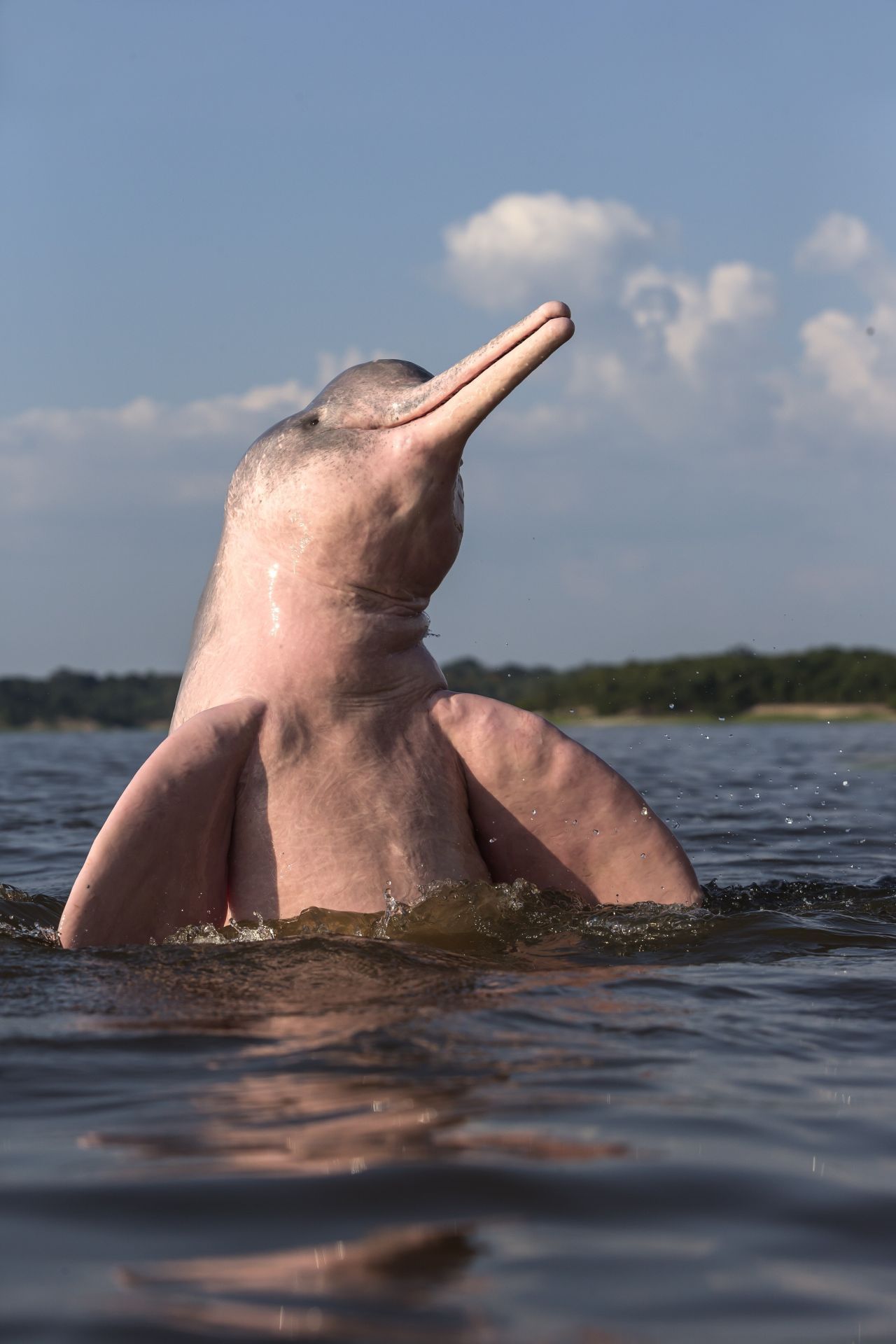 Auch der Amazonas-Flussdelfin, genannt "Boto", ist eine besondere und sehr seltene Delfinart. Nicht nur, dass er im Süßwasser und im Fluss lebt - er ist auch noch rosa und so gut wie blind.