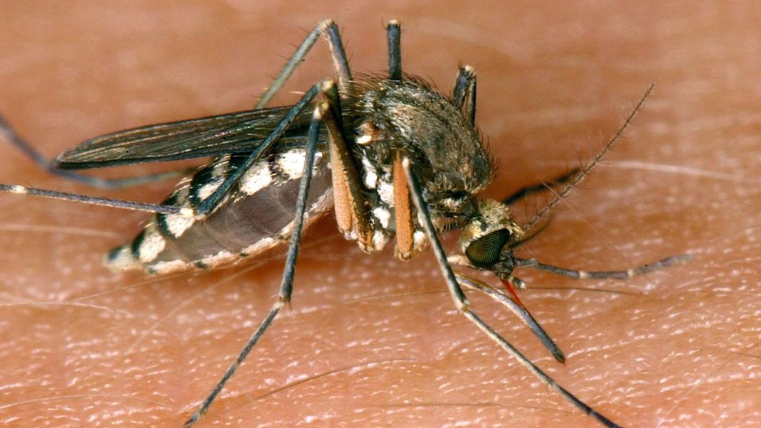 Das durch Mücken übertragende West-Nil-Virus breitet sich in Italien aus.