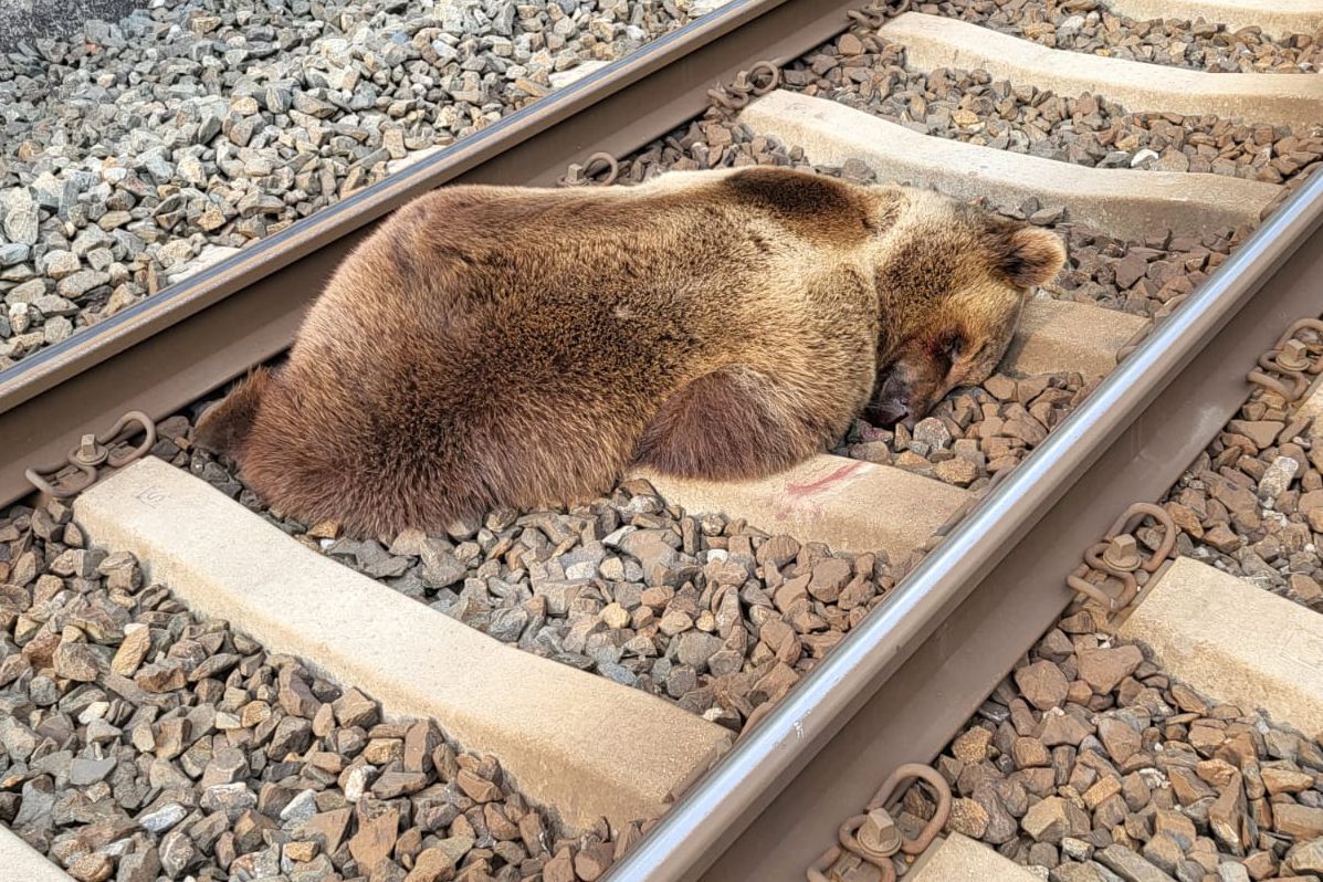 Ein Bär stieß am frühen Dienstagmorgen (23. Mai) auf der Bahnstrecke zwischen dem österreichischen Schwarzach und Lend mit einem Zug zusammen und wurde getötet.