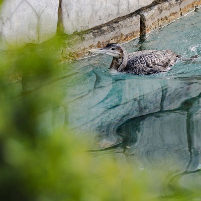 Bellagio Bird