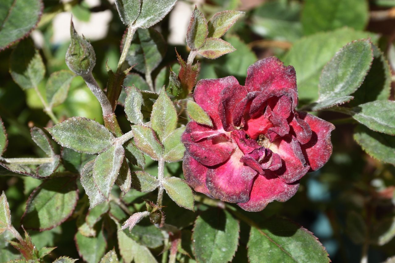 Echter Mehltau sorgt für weiße Flecken oben auf Blättern. Hier hat er eine Rose befallen.