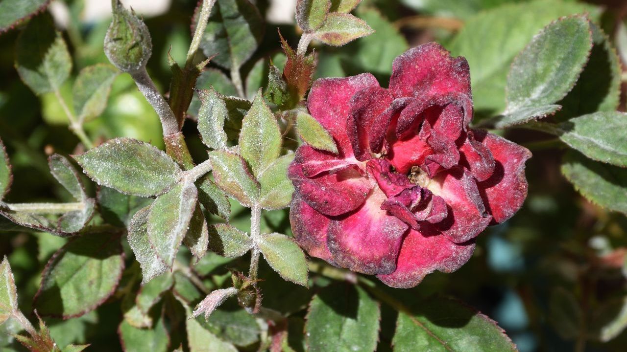 Echter Mehltau sorgt für weiße Flecken oben auf Blättern. Hier hat er eine Rose befallen.