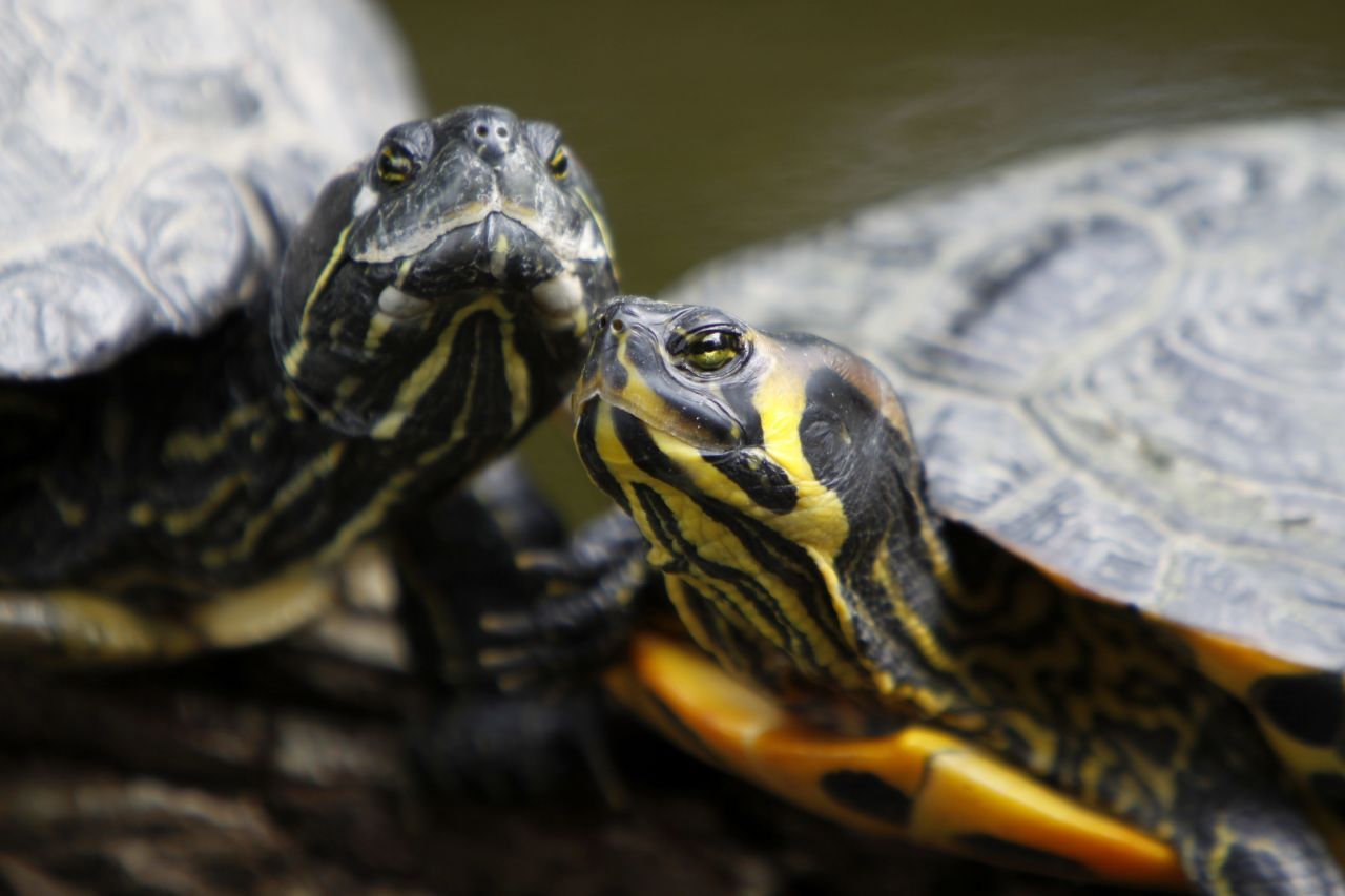 Die Gelbwangen-Schmuckschildkröte stammt aus dem Süden der USA. Mittlerweile findet man sie auch in Deutschland häufiger. 