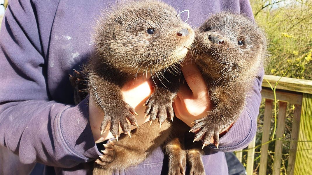 Die Fischotterwelpen Harvey und Hazel haben in einer Wildtierstation im Kreis Pinneberg ein neues Zuhause gefunden.