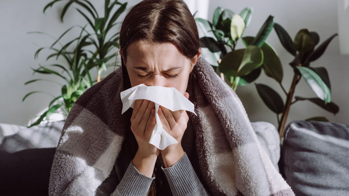 Sick frozen young female seated on sofa in living room covered with warm cozy plaid sneezing holding paper napkin blow out runny nose feels unhealthy, seasonal cold. Weakened immune system concept.