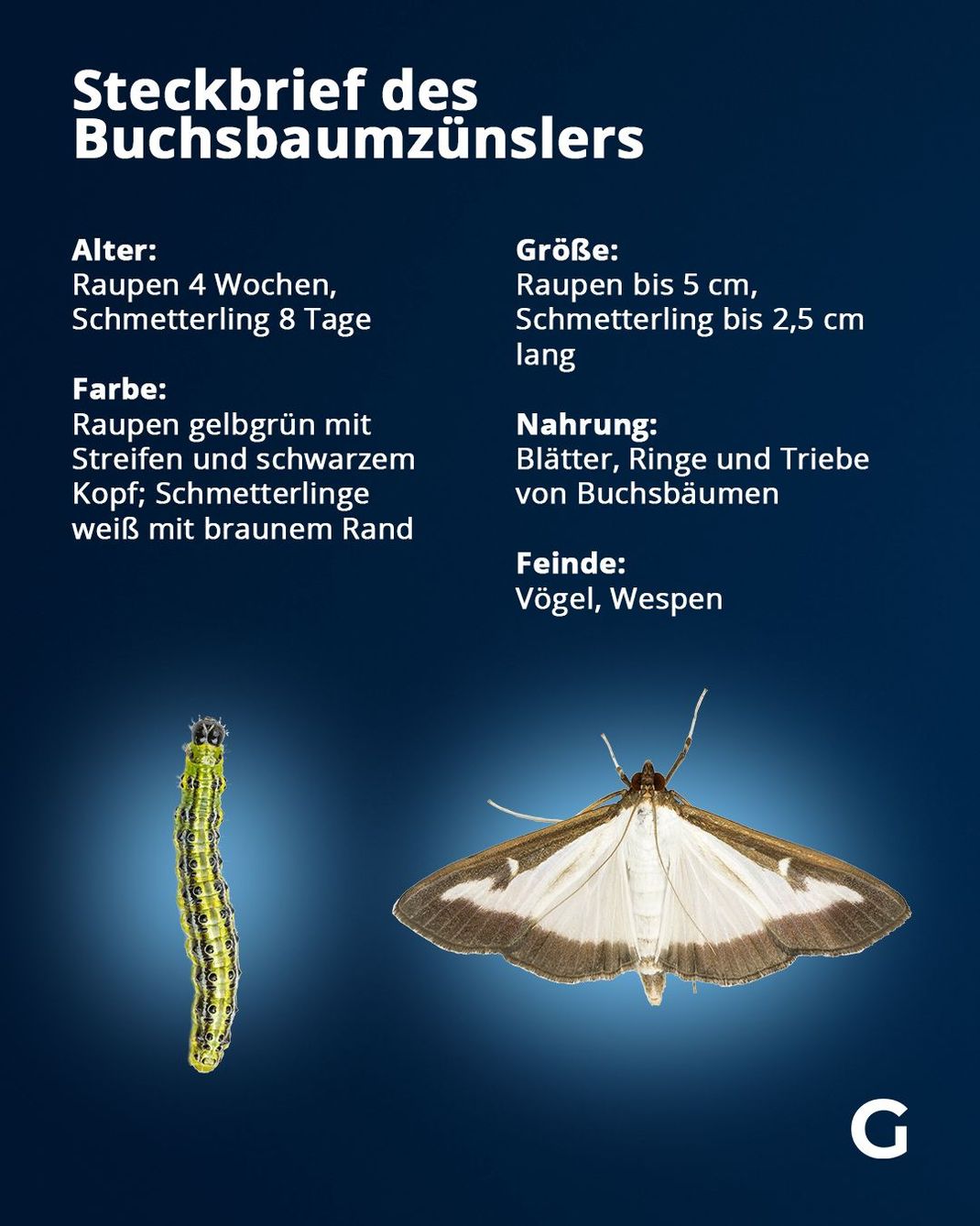 Fakten zum Buchsbaum-Zünsler