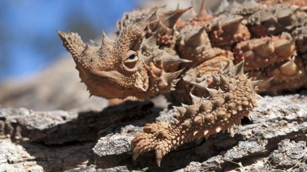 Der Dornteufel ist in der australischen Wüste zu Hause und macht seinem Namen alle Ehre: Um nicht verputzt zu werden, ist der Körper des Leguans mit Stacheln aus Horn gespickt.