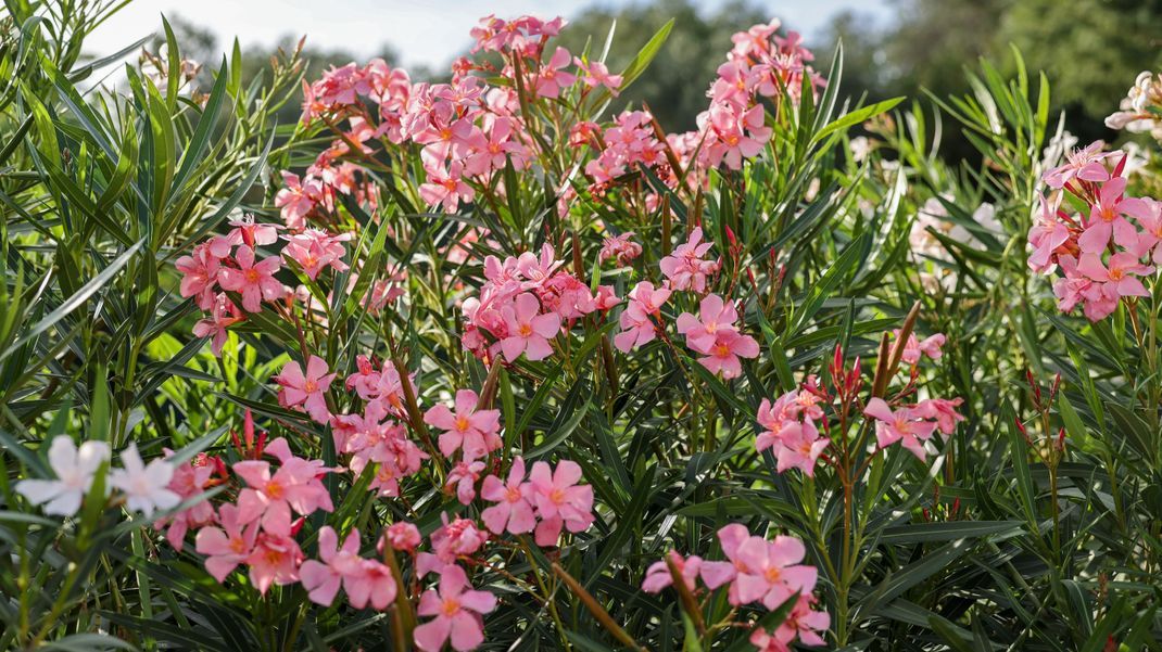 Mit einfachen Hausmitteln, die fast jeder Zuhause hat, kannst du deinen Oleander zum Blühen bringen