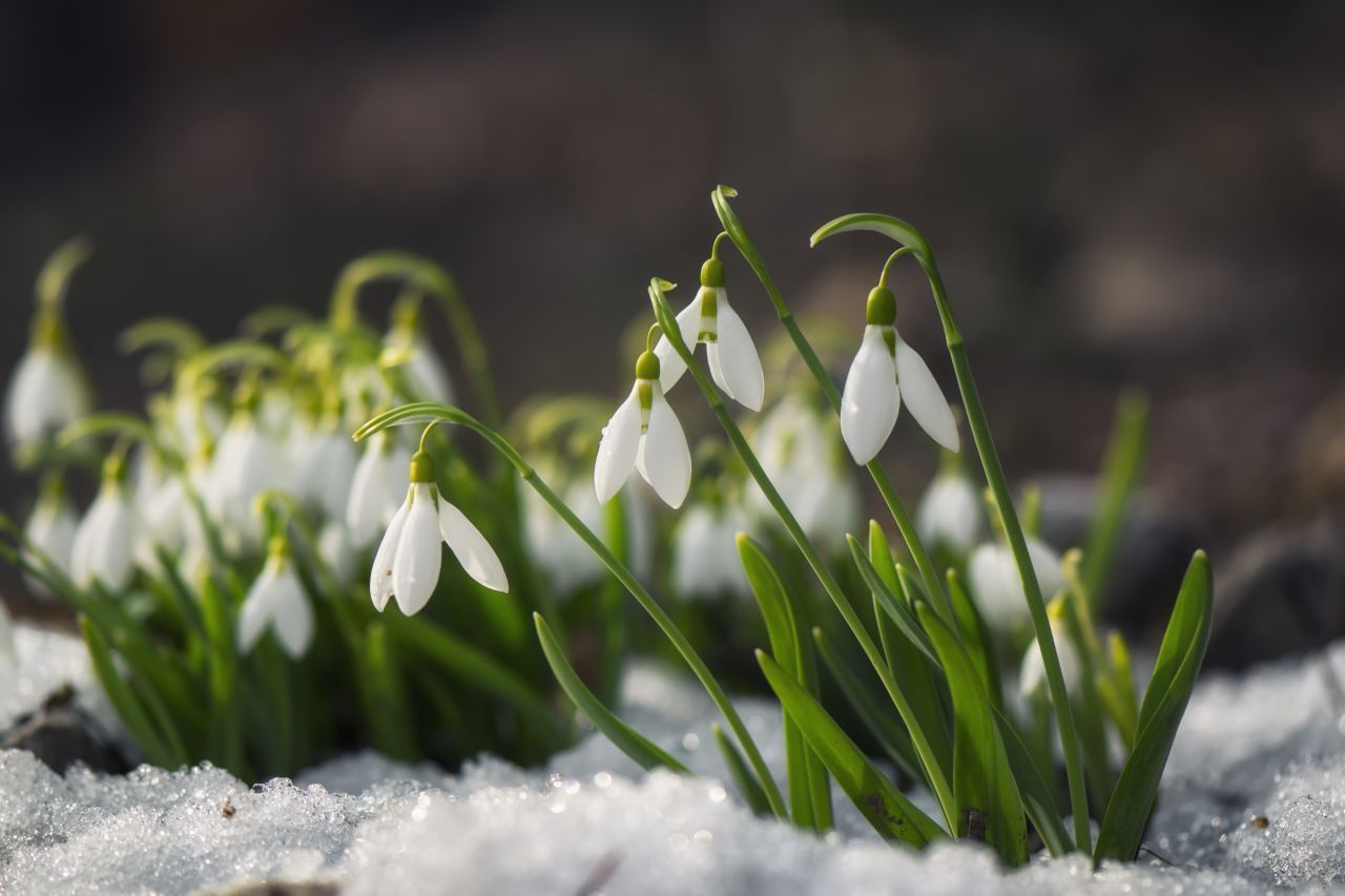 Die kleinen Schneeglöckchen schließen ebenfalls ihre Blüten. Ist es ihnen einmal zu kalt, schließen sie sich und legen die Stängel dicht an den Boden.