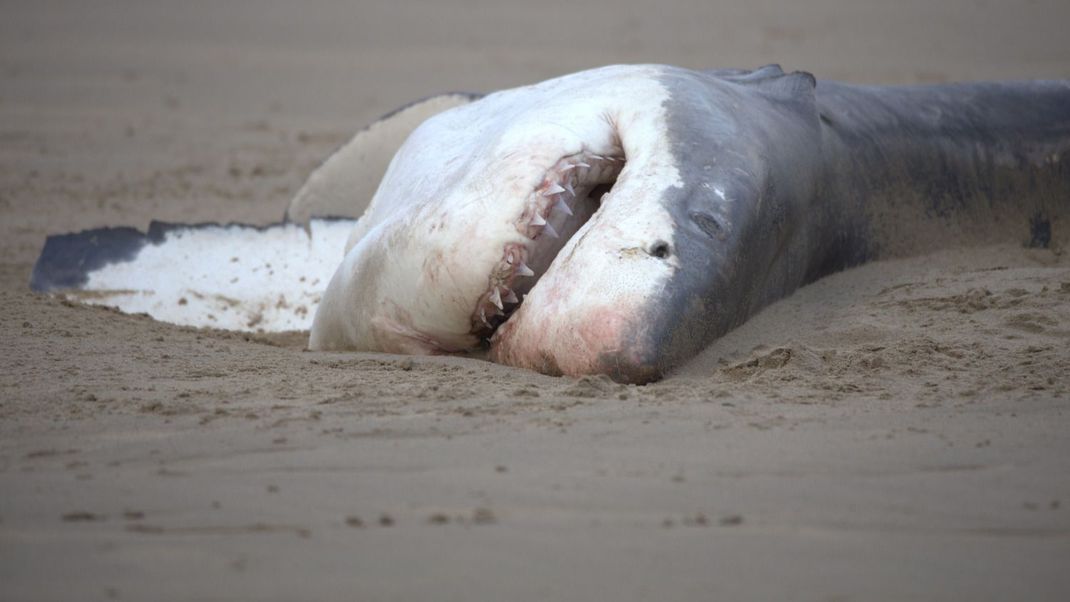 Bislang war bekannt, dass Orcas im Rudel jagen, um mächtige Weiße Haie zu erlegen. 