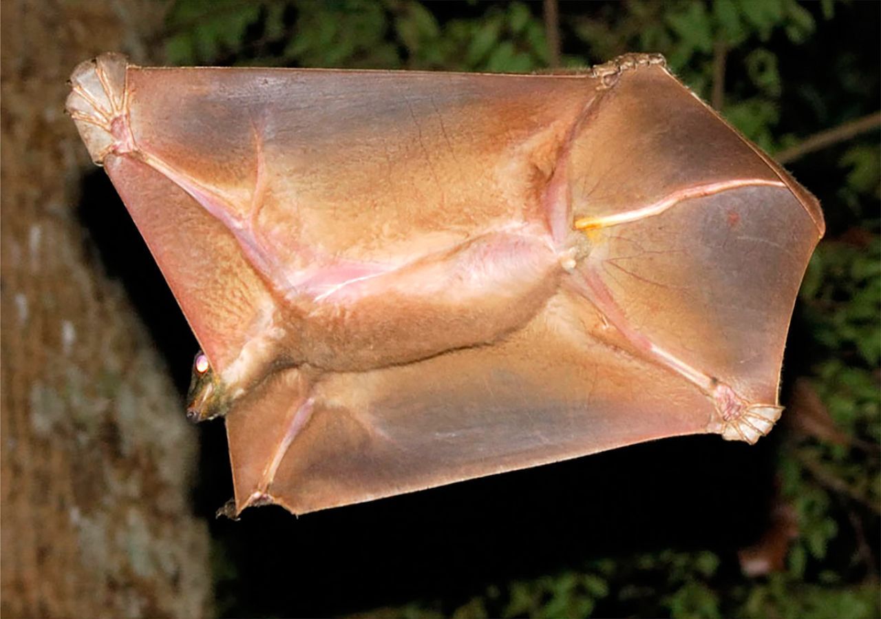 Einzig der kleine Kopf ist nicht von der Flughaut bedeckt. Beim Gleitflug spreizt der Colugo sogar seine Krallen und kann so bis zu 70 Meter durch die Luft gleiten. Einmalig wurde ein Spitzengleiflug von 136 Metern gemessen.  