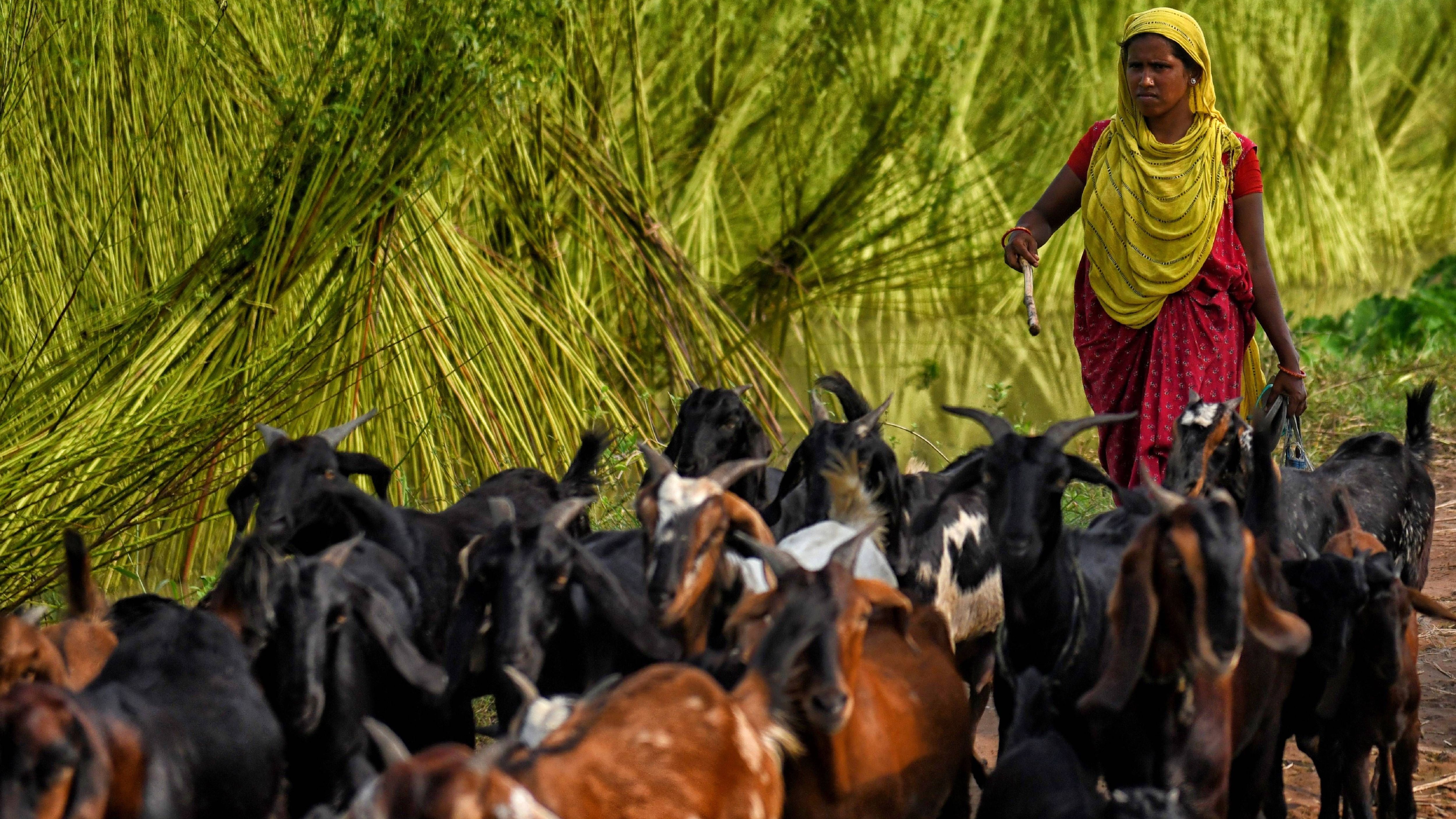 Das fruchtbare Ganges-Delta ist ein wichtiges Anbaugebiet für Jute. Rund 85 Prozent des weltweiten Naturstoffes stammen von dort. Darüber hinaus ist das Gebiet ein wichtiger Lebensraum für viele Arten, unter anderem der Ganges-Fluss-Delfine, die mittlerweile sehr selten geworden sind.