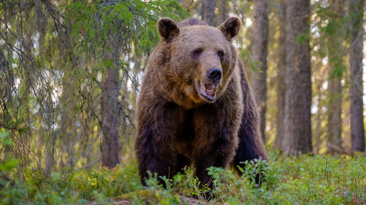 European brown bear (Ursus arctos)in forest in summer..