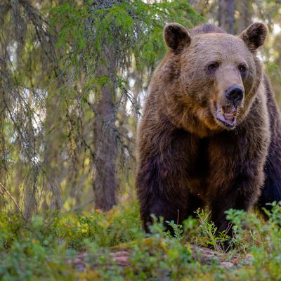 European brown bear (Ursus arctos)in forest in summer..