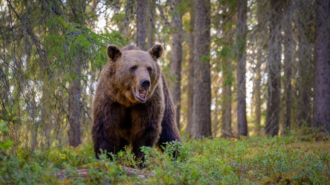 Ein Bär griff einen Jogger aus Frankreich in der italienischen Provinz Trentino an und verletzte ihn. (Symbolbild)