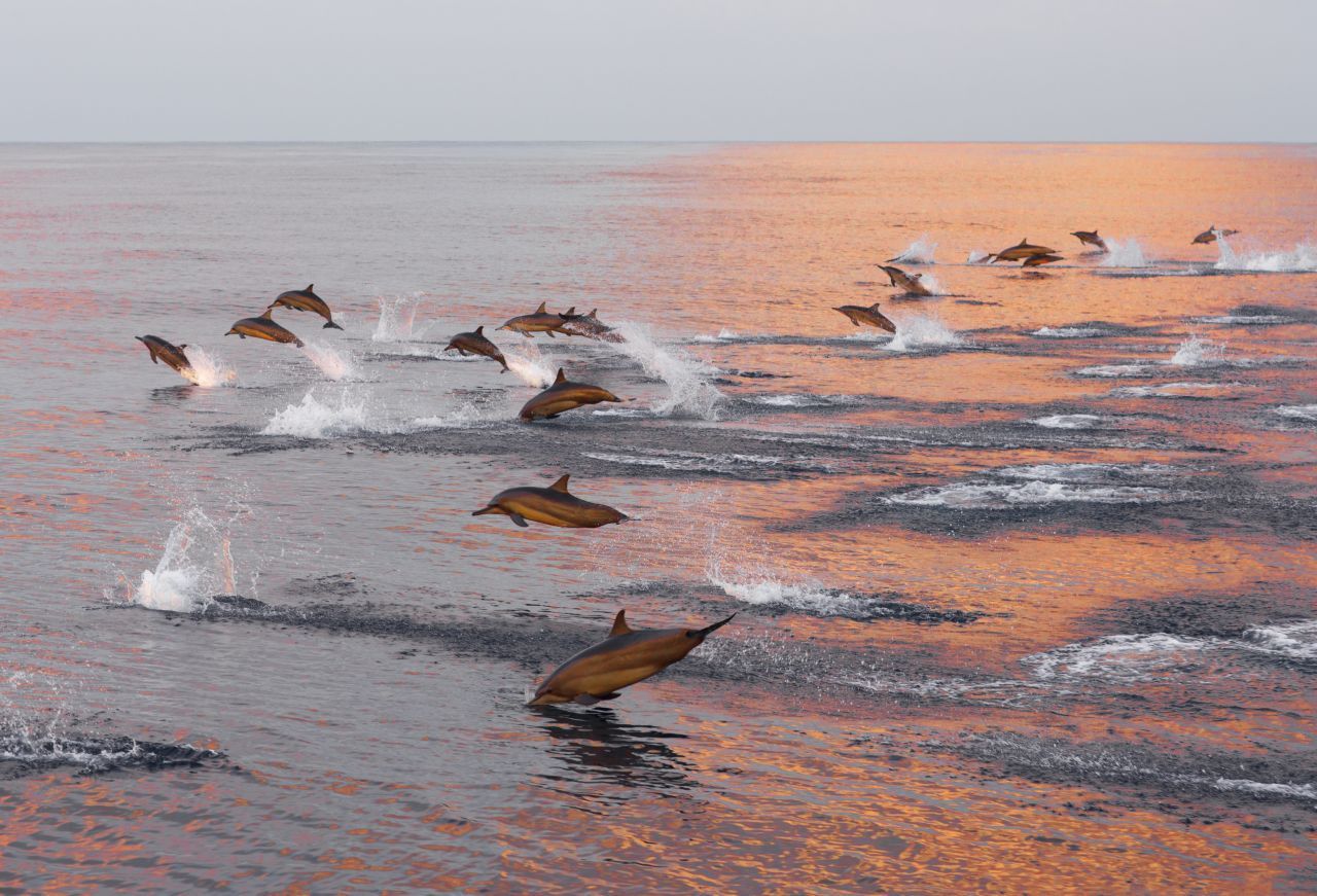 Zu Wasser sind Delfine die flinksten Säugetiere. Sie fetzen mit 90 km/h durch die Wellen.