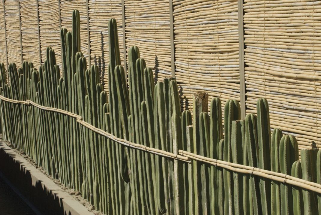 In dichten Reihen gepflanzt, fungiert dieser Kaktus als eine Art lebender Zaun. 