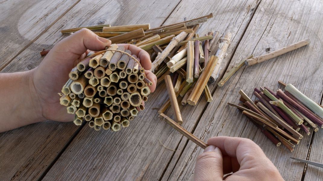 Hohle Pflanzenstängel wie Bambus oder Schilfrohr sind die perfekte Füllung für ein Insektenhotel.