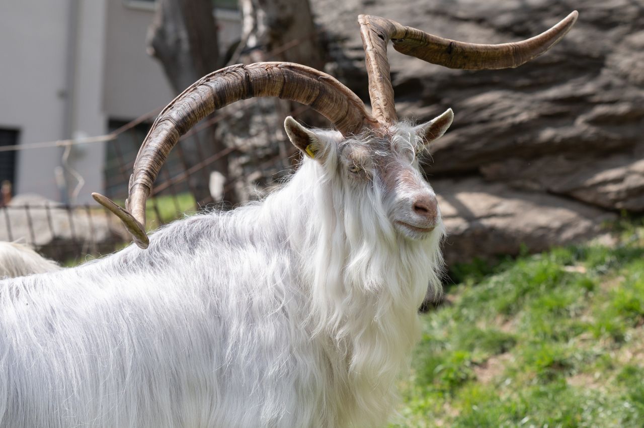 Die Größte Hornspannweite einer Ziege: Albino lebt in der Schweiz. Seine Hörner messen von Spitze zu Spitze auf einer geraden Strecke 1,44 Meter.  Das Guinness-Buch vergleicht dies mit der Länge eines Besenstiels. Der Bock gehört zu den Simplon-Ziegen und ist das Alphatier seiner kleinen Herde. 