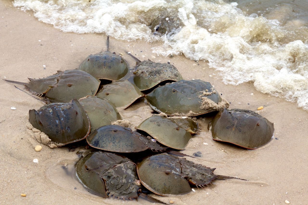 Nicht nur ein Augenpaar, sondern gleich mehrere befinden sich verteilt auf dem Körper. Ihr lateinischer Name Limulus polyphemus bedeutet übrigens "kleiner schielender Zyklop".