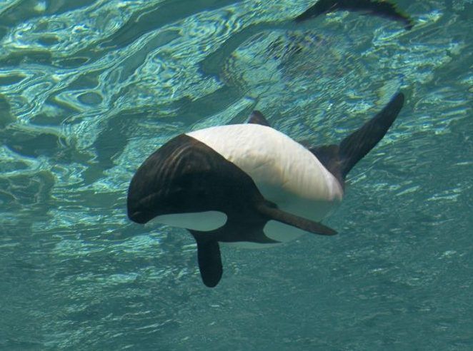Dank ihrer schwarz-weißen Zeichnung werden Commerson-Delfine auch "Pandas der Meere" genannt. Sie leben in den kalten Gewässern vor dem Feuerland und den Kerguelen-Inseln.