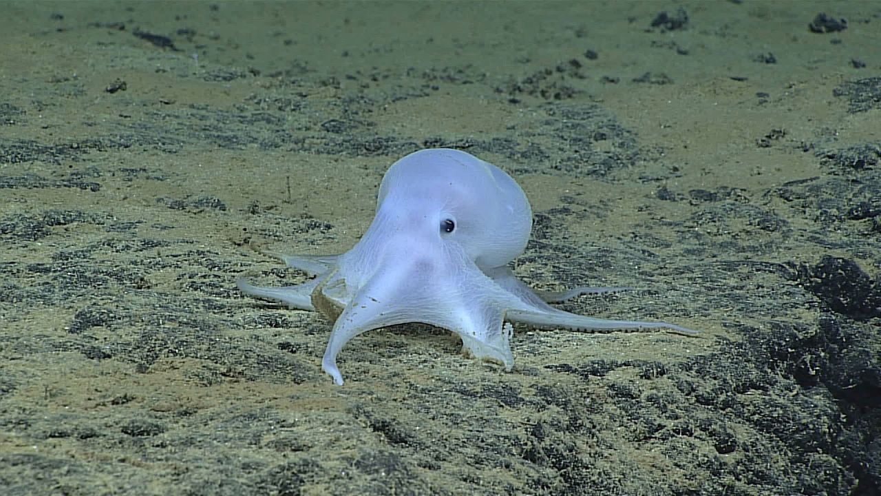 "Casper" wurde 2016 von Forschenden bei einer Tauch-Expedition vor der hawaiianischen Necker-Insel entdeckt. In einer Tiefe von 4.290 Metern brütete der Angehörige einer damals unbekannten Kraken-Art auf einer Mangan-Knolle Eier aus. Der durchsichtige Meeres-Bewohner geisterte schon bald durch die sozialen Netzwerke und erhielt den Namen "Casper" - in Anlehnung an das bekannte Trickfilm-Gespenst.