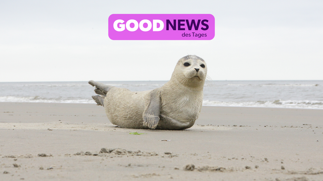 Seehunde sind dank verbesserter Wasserqualität wieder vermehrt im Wattenmeer anzutreffen.