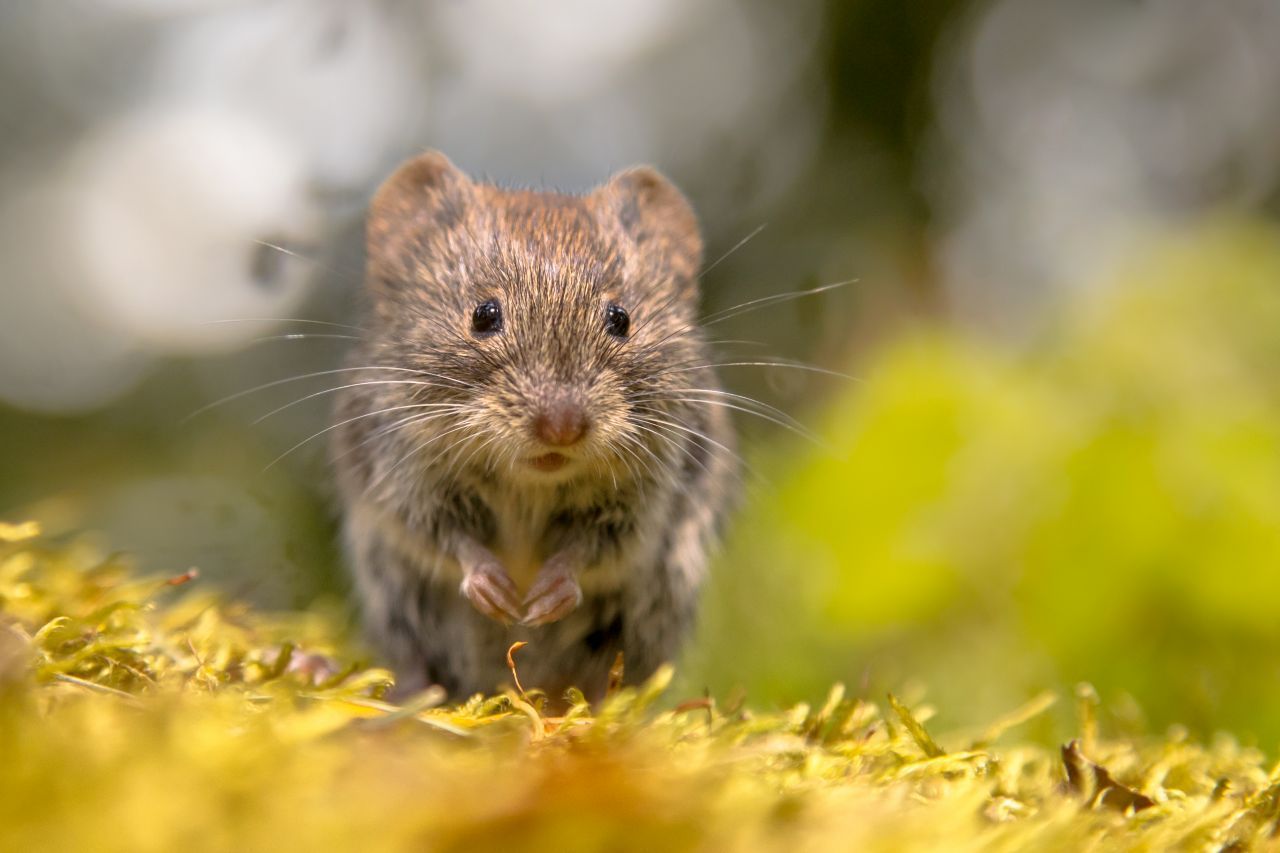 Das Hantavirus wird über Nagetiere wie Ratten und Mäuse auf den Menschen übertragen. In Deutschland sind Rötelmäuse die Hauptüberträger, insbesondere in Nordwest-, West- und Süddeutschland.