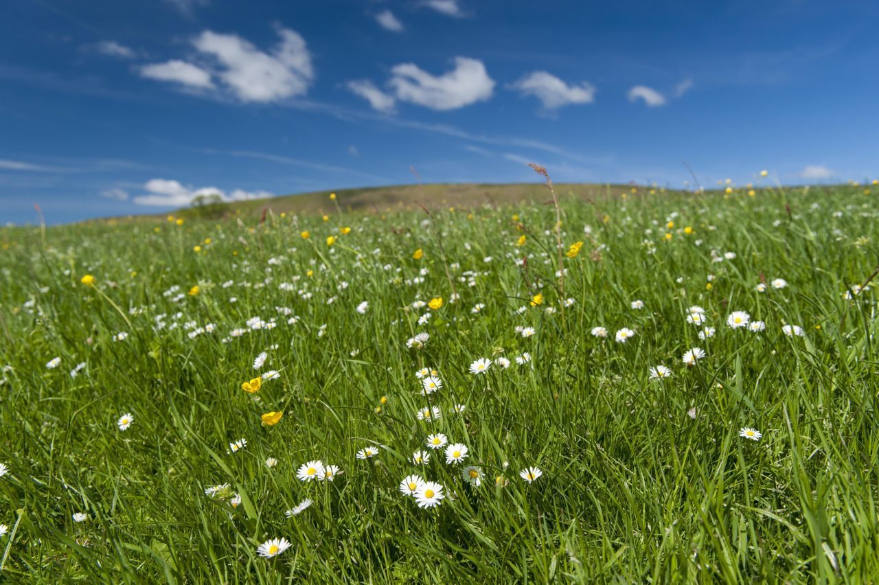 Gänseblümchen schauen gerne in die Sonne. Steigt aber die Wahrscheinlichkeit für Regen in den nächsten Stunden, halten sie ihre Blüten geschlossen.