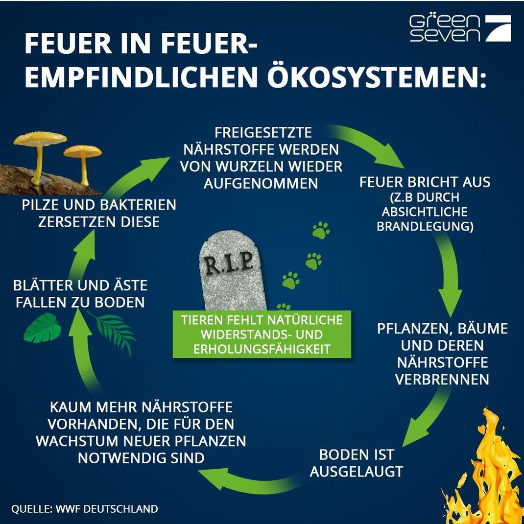 Der natürliche Kreislauf eines Waldbrandes. Was bleibt, ist Zerstörung - und Asche. Sie ist fruchtbar und verhilft der Natur zu neuem Leben. Doch für viele Tiere - und oftmals auch Menschen - enden Waldbrände tödlich.