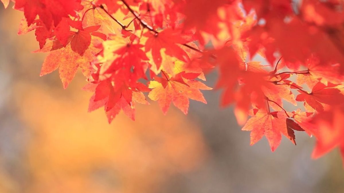 Herbst-Wissen