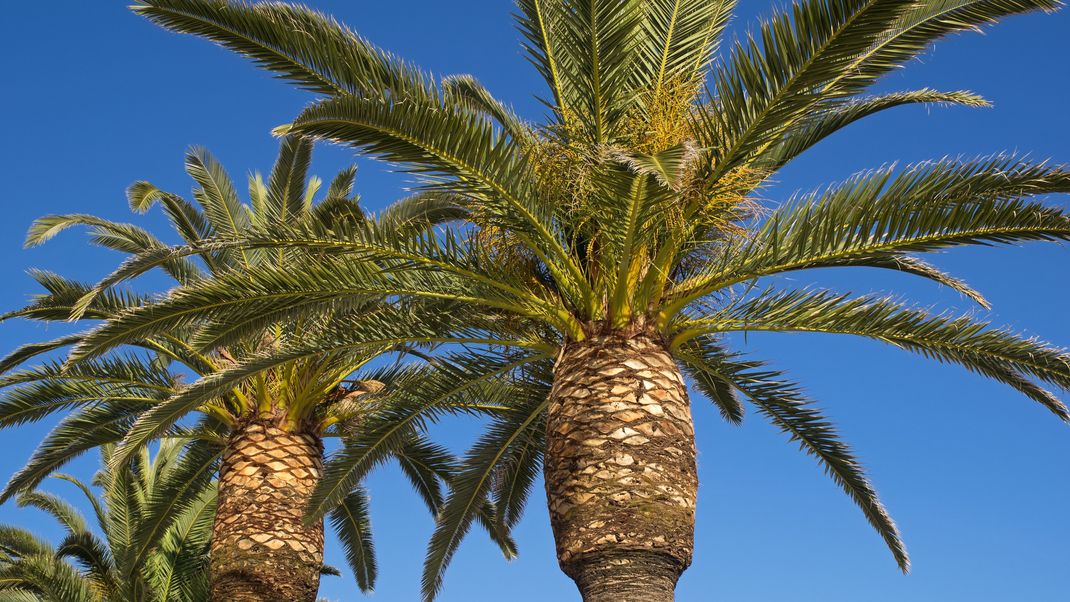 Auf der Insel Gran Canaria ist eine Palme einfach umgefallen. Es war nicht die erste in diesem Jahr. (Symbolbild)