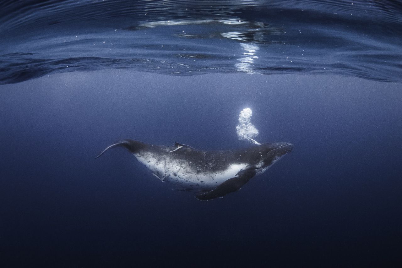 Um die Weibchen anzulocken, gibt der Buckelwal ein Konzert. Das ist mit bis zu 190 Dezibel (eine Kreissäge erreicht ca. 100) kilometerweit zu hören. Übrigens: Jedes Jahr kommen neue Strophen hinzu.