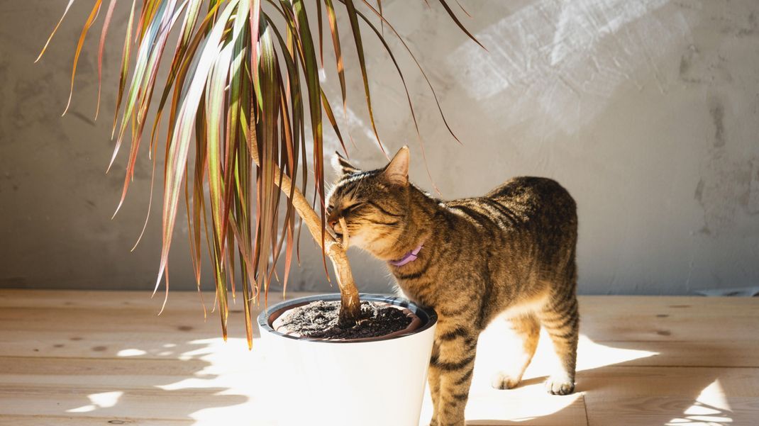 Achtung! An diesen Pflanzen solltest du deine Katze nicht knabbern lassen.