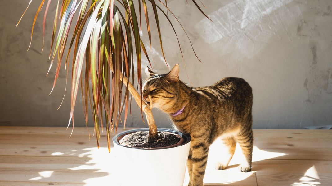 Achtung! An diesen Pflanzen solltest du deine Katze nicht knabbern lassen.