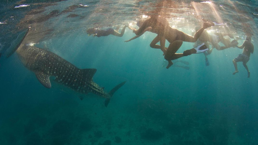 Tourist:innen schnorcheln vor Oslob auf den Philippines mit einem Walhai. Oftmals "jagen" die Badenden die Tiere regelrecht, berühren sie und machen Selfies mit ihnen.