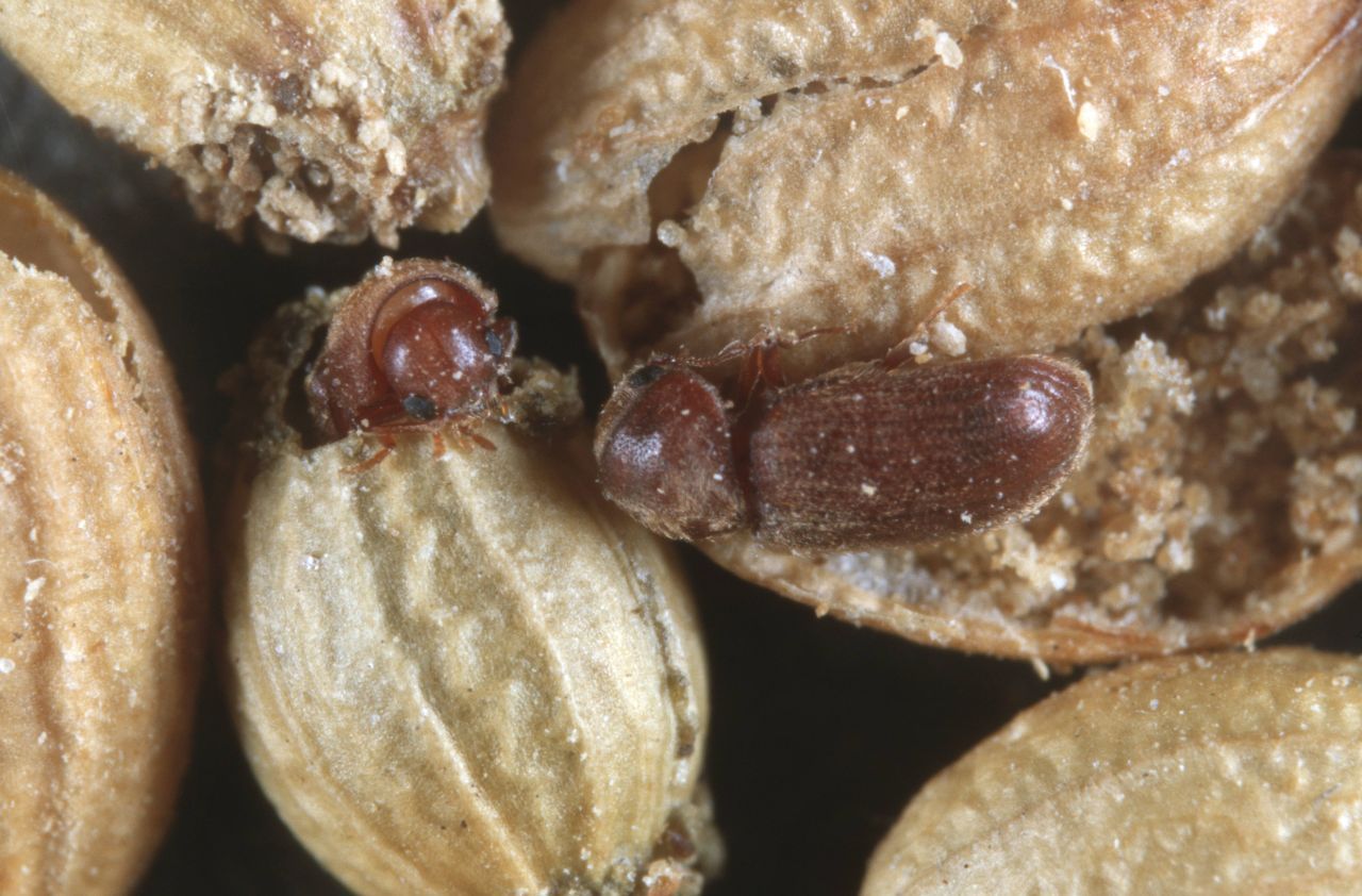 Zwei Brotkäfer krabbeln auf Lebensmitteln. In diesem Stadium fressen die Insekten nichts mehr.