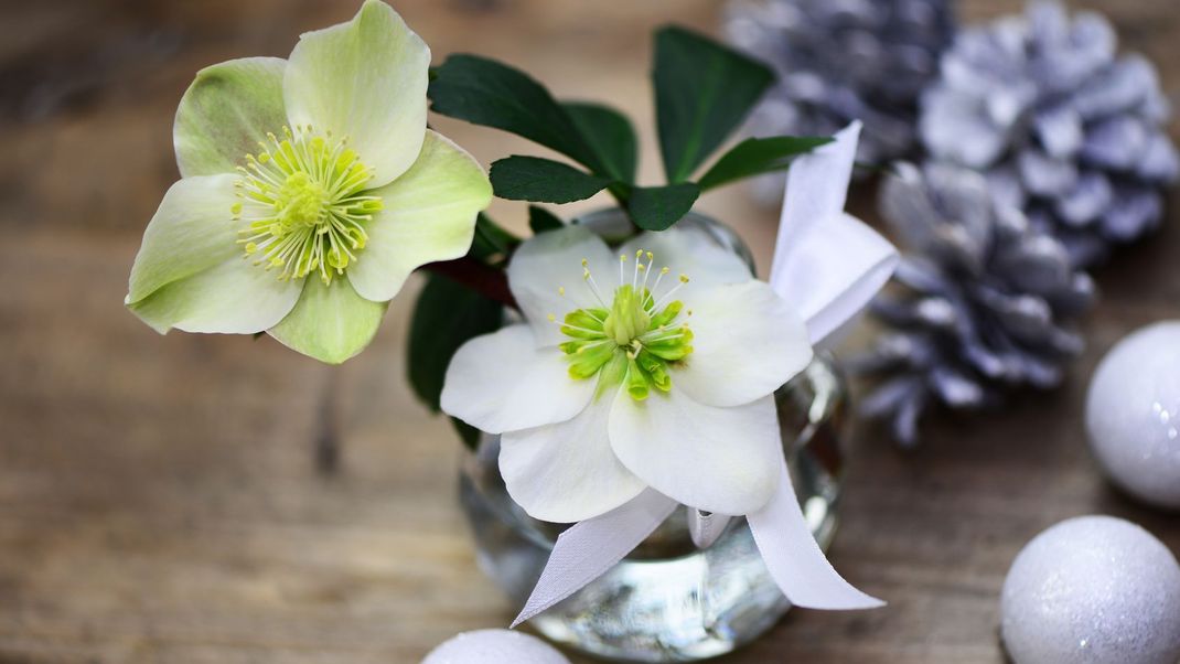 Über die Weihnachtstage haben viele Menschen die Christrose gern als Schmuck im Zimmer. Die Topfpflanze kann jedoch später auch nach draußen gepflanzt werden.